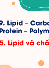 Bài 25. Lipid và chất béo